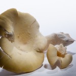 Fungi