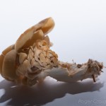 Fungi