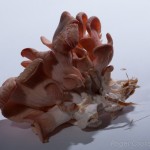 Fungi