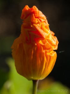 _D247511