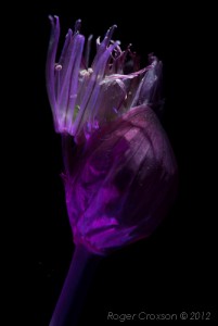 _D247639