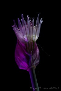 _D247649