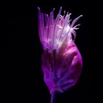 _D247662