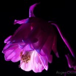 _D247675