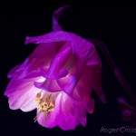 _D247680