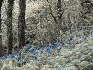IMG_1730