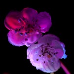 _D247744