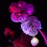 _D247746