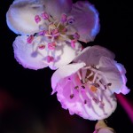 _D247753