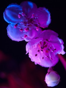 _D247756