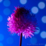 _D248028