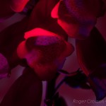 _D248058