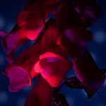 _D248068
