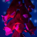 _D248075