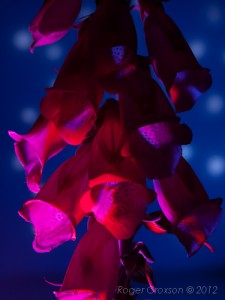 _D248075