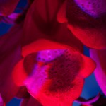 _D248078