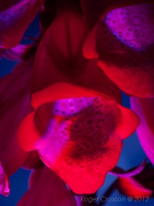 _D248078