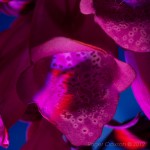 _D248082