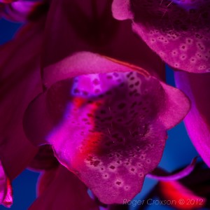 _D248082