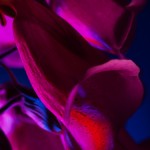 _D248087