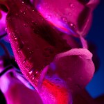 _D248095