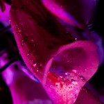_D248100