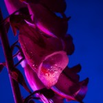 _D248104