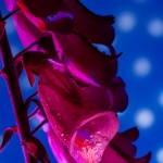 _D248107