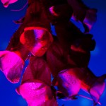 _D248114