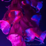 _D248122