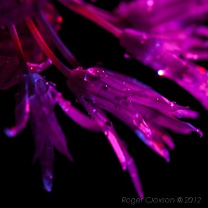 _D248166