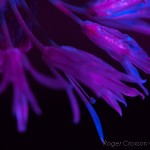 _D248172