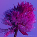 _D248185