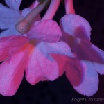_D248212