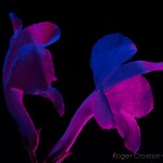 _D248296
