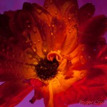 _D248686