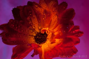 _D248686