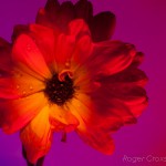 _D248696