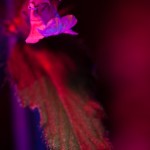 _D249032