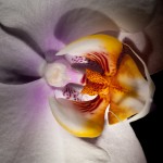 _D246829