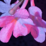 _D248212