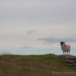 IMG_1915