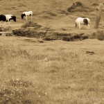 IMG_1920