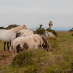 IMG_1930