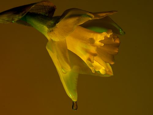 Daffodil Tear III