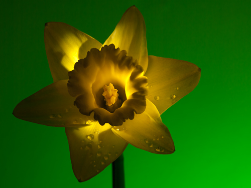 Daffodil III