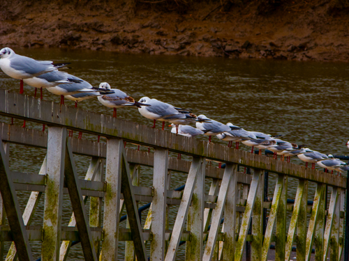 Seagulls on the Tamar!!