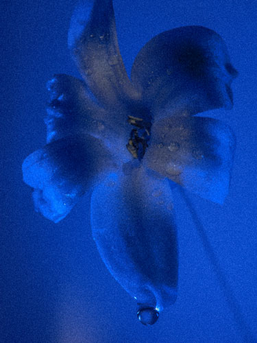 Hyacinth in Blue