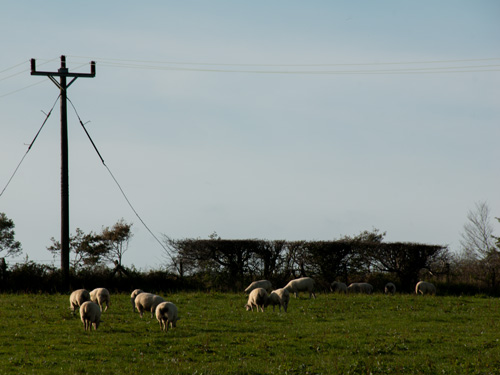 Sheep