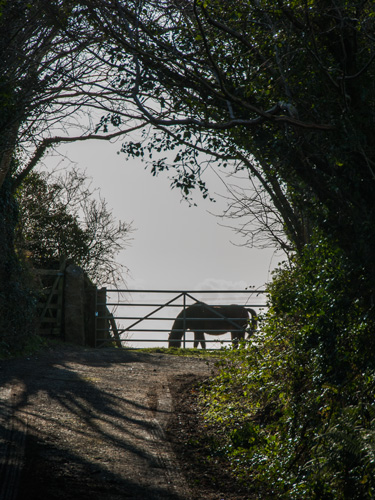 Horse